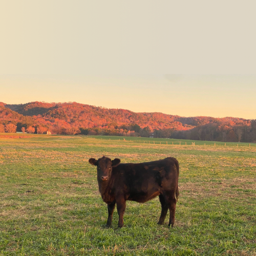 A black cow stands in a green field as the sun sets, casting warm orange hues on distant hills. The scene exudes tranquility and rural beauty.