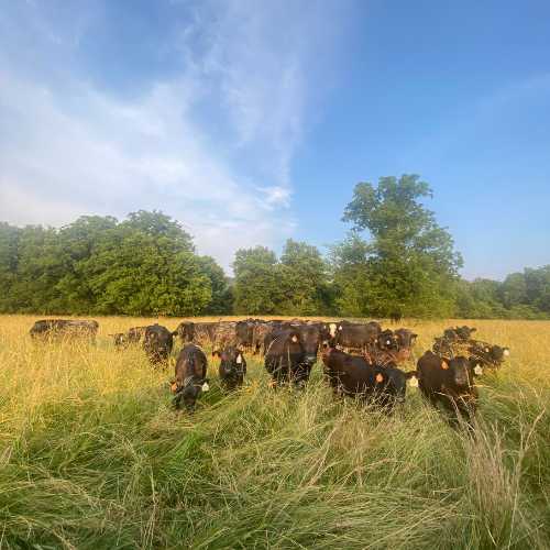 A group of black cows grazes in a sunlit field of tall grass, surrounded by lush green trees under a clear blue sky, conveying a serene rural scene.