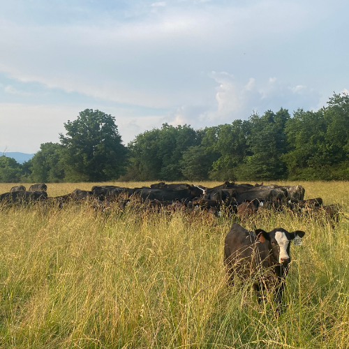 A herd of black cows grazes in a lush, green field under a partly cloudy sky. One cow stands in the foreground, surrounded by tall grass. Trees line the background.