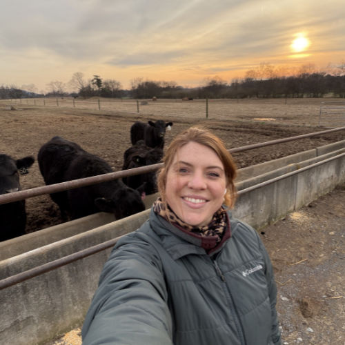 A person in a warm jacket smiles for a selfie with a group of cows behind them in a fenced pasture during a serene sunset. The scene feels peaceful and rural.