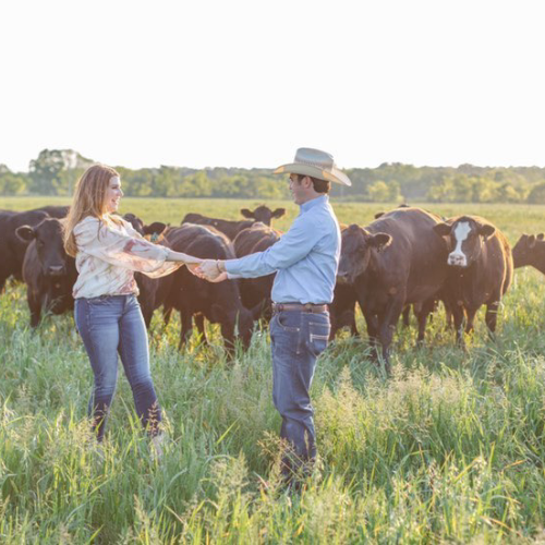 A couple holding hands and smiling at each other stands in a grassy field with a herd of cows in the background under a bright, clear sky.