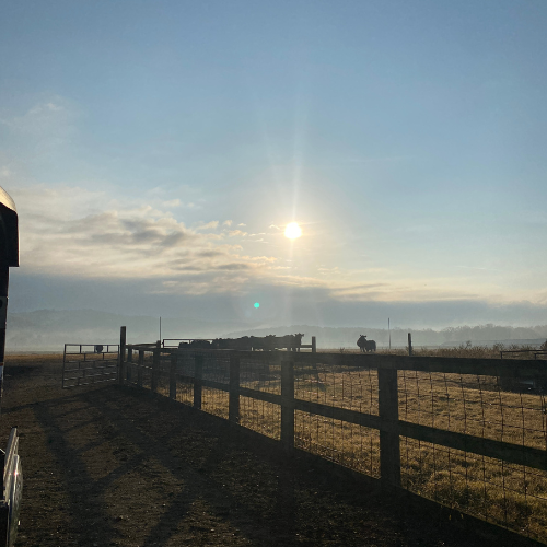 Sunrise over a serene pasture with grazing cattle. A fence casts long shadows on the ground, creating a peaceful and calm rural scene.