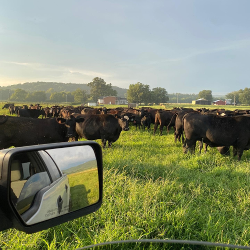A herd of black cows grazes in a vibrant green field under a clear sky. A vehicle's side mirror in the foreground reflects part of the field.