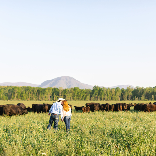 A couple in casual clothing and a cowboy hat walk hand-in-hand through a grassy field, with cattle grazing nearby and a mountain under a clear sky.