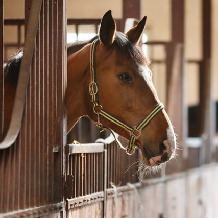 Horse Feed & SuppliesHorse in a stall