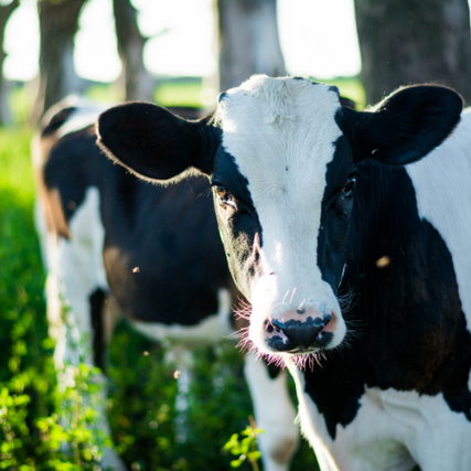 Livestock Feed & EquipmentDairy cows